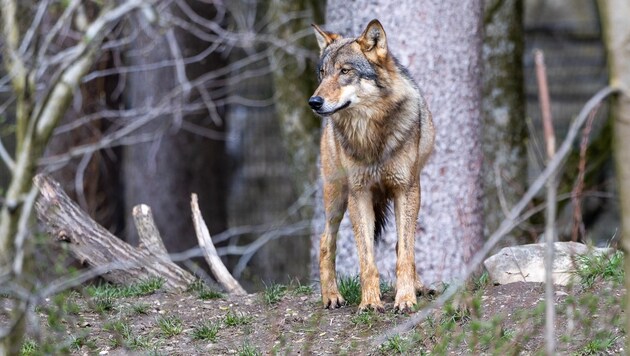 The wolf poses a threat to livestock - and indirectly also to humans. (Bild: Johann Groder)