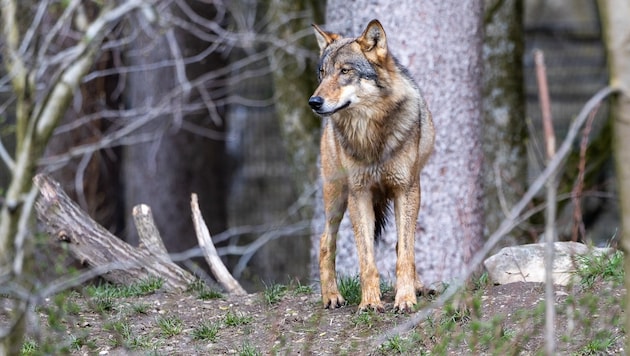 Der Wolf stellt eine Gefahr für Nutztiere dar – und über Umwege auch für den Menschen. (Bild: Johann Groder)