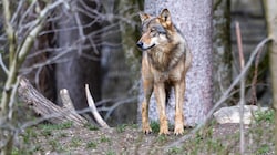 Der Wolf stellt eine Gefahr für Nutztiere dar – und über Umwege auch für den Menschen. (Bild: Johann Groder)