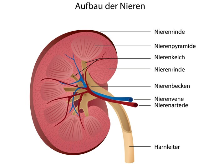 So sind Nieren aufgebaut.