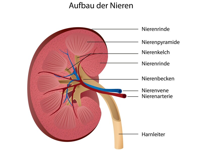 So sind Nieren aufgebaut. (Bild: bilderzwerg/stock.adobe.com)