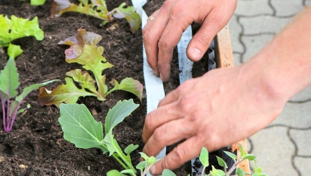 Salads, some herbs and kohlrabi can already be planted outdoors (Bild: Claudia Fischer)