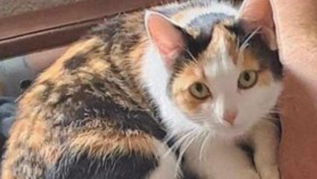 Who has seen the cat? (Bild: TSV Tirol)