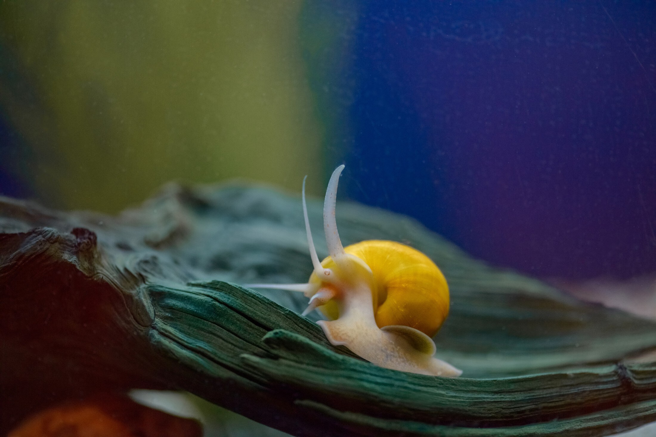 Beliebt bei Fans der Aquaristik: die Apfelschnecke (Bild: Taniya Larina - stock.adobe.com)