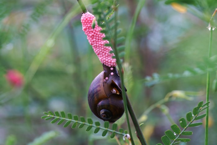 Eine Apfelschnecke bei der Eiablage