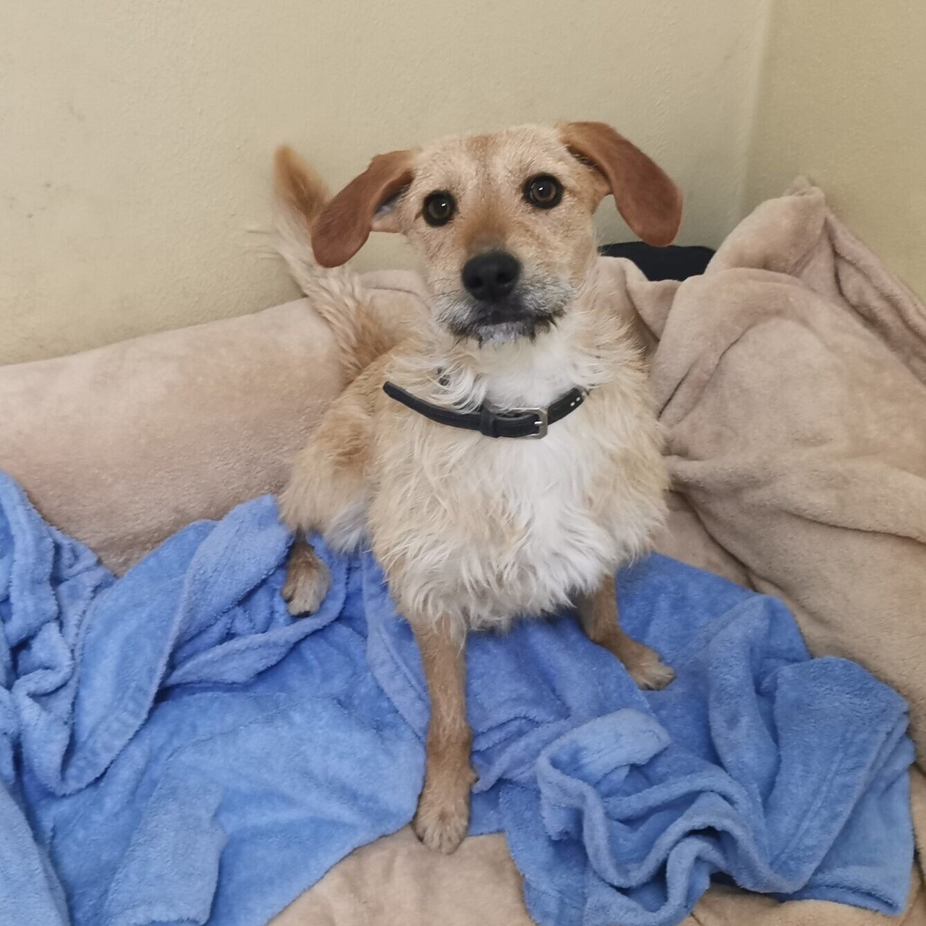 (Bild: Tierheim Linz)