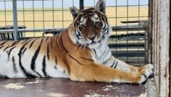 Sandy, Floy, Tango, Roxy und Sonja finden nun in Rumänien ein neues, dauerhaftes Zuhause. Behörden in Österreich genehmigten keinen Bau eines für Tiger geeigneten Geheges. (Bild: Gut Aiderbichl)