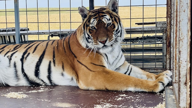 Sandy, Floy, Tango, Roxy und Sonja finden nun in Rumänien ein neues, dauerhaftes Zuhause. Behörden in Österreich genehmigten keinen Bau eines für Tiger geeigneten Geheges. (Bild: Gut Aiderbichl)
