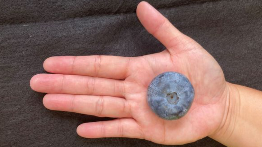 The world's largest blueberry is the result of new breeding. (Bild: Costa Group)