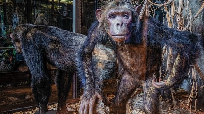 Mehr als 30 Millionen Objekte befinden sich im Naturhistorischen Museum.