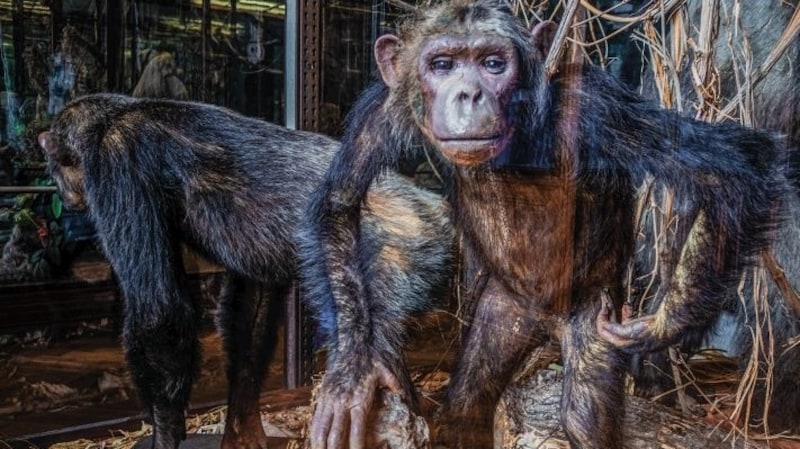 Mehr als 30 Millionen Objekte befinden sich im Naturhistorischen Museum.  (Bild: Stadtkino Filverleih )