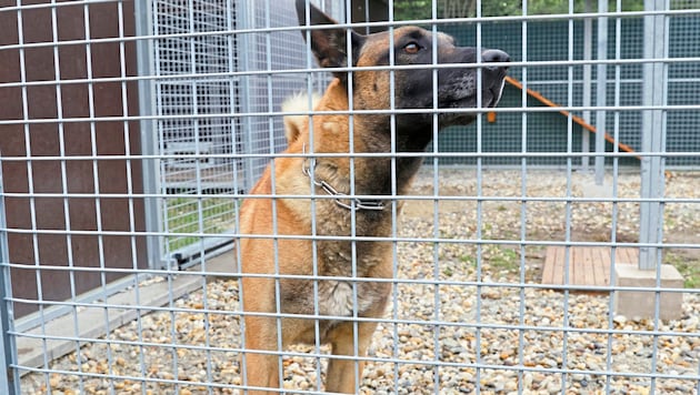 The sad fate of police dog "Billy" touched many readers! The dog spent over 18 months in a kennel due to his unpredictability - without any exercise or contact with other dogs. He was put to sleep in January. (Bild: klemens groh)