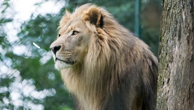 The zoo and its visitors will miss Eisi the lion. (Bild: Pflanzl Media)