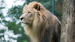 Löwe Eisi wird dem Zoo und den Besuchern fehlen. (Bild: Pflanzl Media)