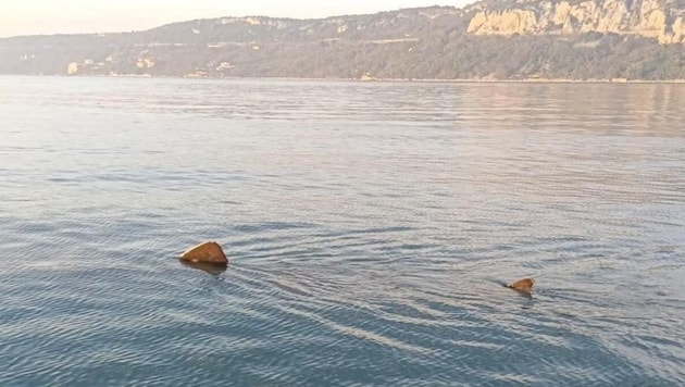 Die Flosse verriet den Riesenhai, sie reicht Forschern zur Bestimmung der Art. (Bild: ogs.it/Marine Protected Area of Miramare)