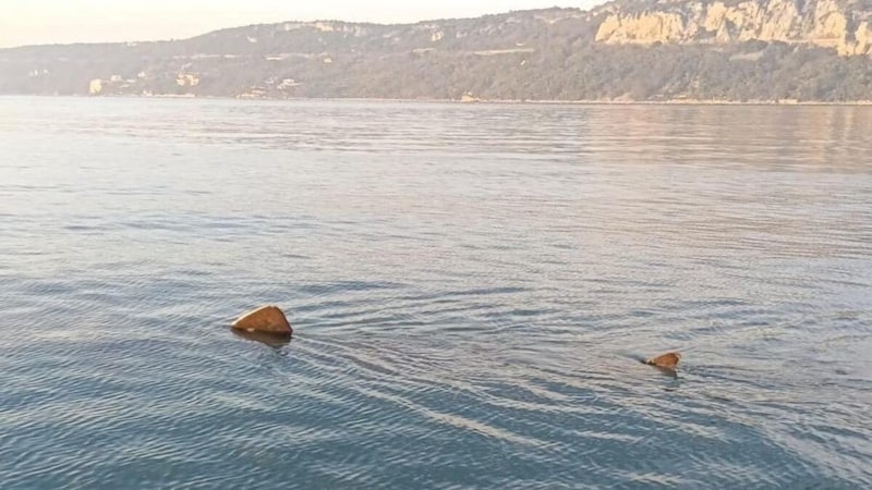 Die Sichtung des Exemplars wurde dem Meeresschutzgebiet Miramare in den letzten Tagen gemeldet. (Bild: ogs.it/Marine Protected Area of Miramare)