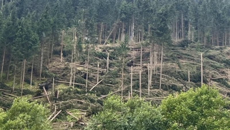 Riesige Waldflächen wurden durch Stürme zerstört. (Bild: Thurner Claudia)