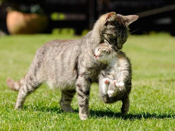 Due to the mild winters, cats are now having kittens three times a year.