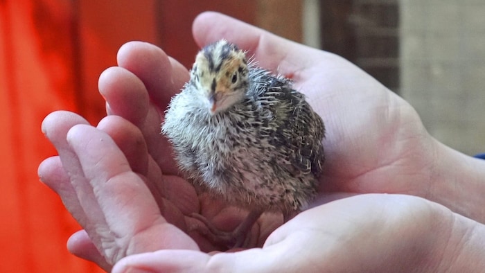 Cute! A small, cheeky quail