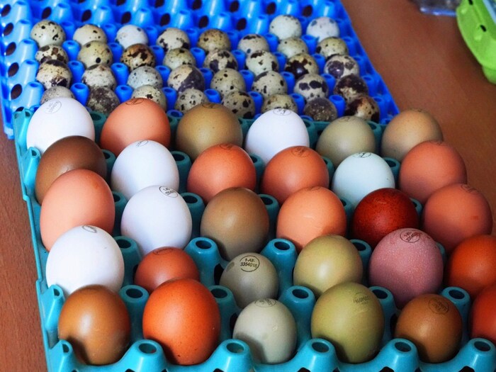 What a great variety of egg colors!