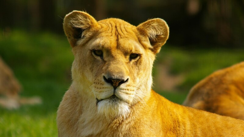 „Nala“ wurde im Juni 2008 in einem französischen Zoo geboren (Bild: Honorar)