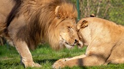 14 Jahre lang lebte die Löwin mit dem am Freitag verstorbenen „Eisi“ im Salzburg Zoo zusammen. (Bild: Gisela Brechenmacher)