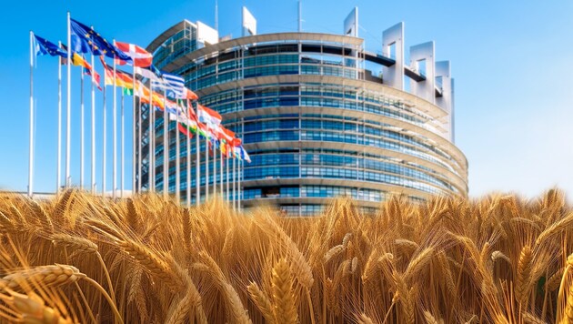 Las negociaciones sobre la reforma de la ley de semillas tendrán lugar el martes en Bruselas. (Bild: stock.adobe.com, Krone KREATIV)