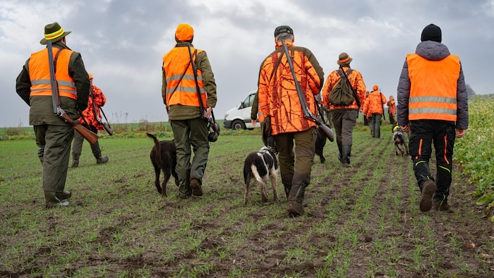 Driven hunts are often condemned and rejected by society - for hunters and politicians (many of whom are huntsmen), however, a ban is not an issue