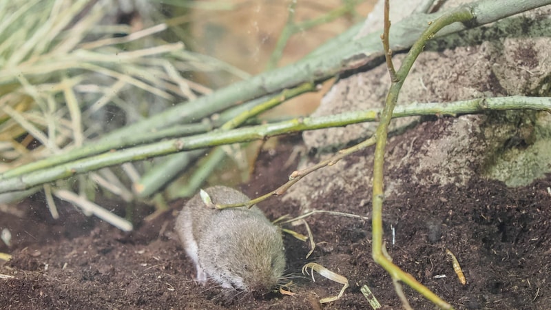 Die Bayerische Kurzohrmaus ist eines der seltensten Säugetiere der Welt. (Bild: Zoo Salzburg/Angelika Köppl)