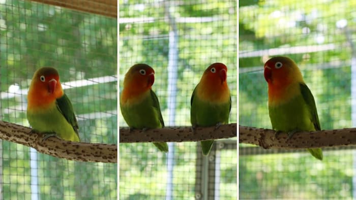 Only for sale as a pair in a species-appropriate home!