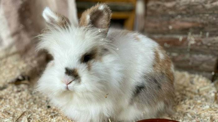 Fluffy bunny wants a new den.