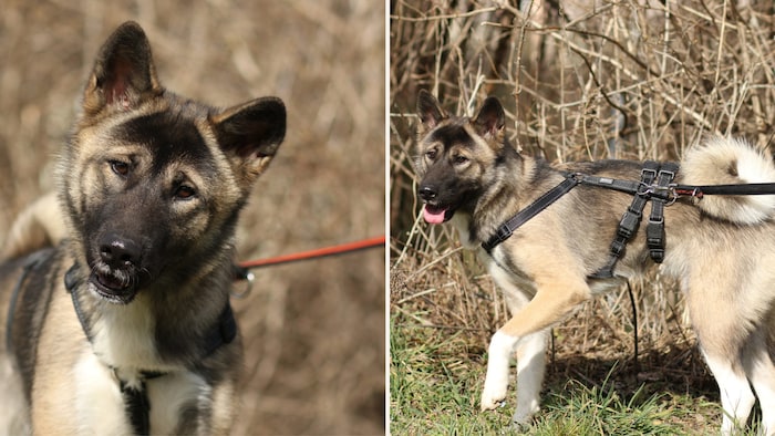 Looking for a forever home!