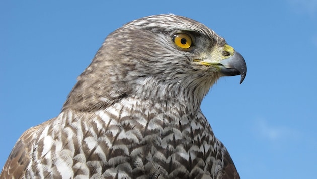 According to the Hunting Act, the goshawk is subject to a year-round closed season. (symbolic image) (Bild: D. Streitmaier)