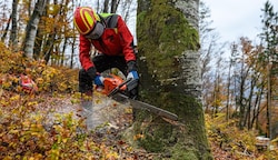 Baumfällen ist Schwerstarbeit – auch ohne EU-Bürokratie (Bild: KFV APA Fotoservice/Nachtschatt)