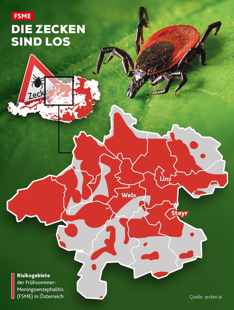 In den roten Gebieten ist die Zeckengefahr besonders hoch. (Bild: stock.adobe, Krone KREATIV)