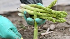 Die Spargelernte startet heuer so früh wie nie. (Bild: APA/HELMUT FOHRINGER)