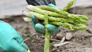 Die Spargelernte startet heuer so früh wie nie. (Bild: APA/HELMUT FOHRINGER)