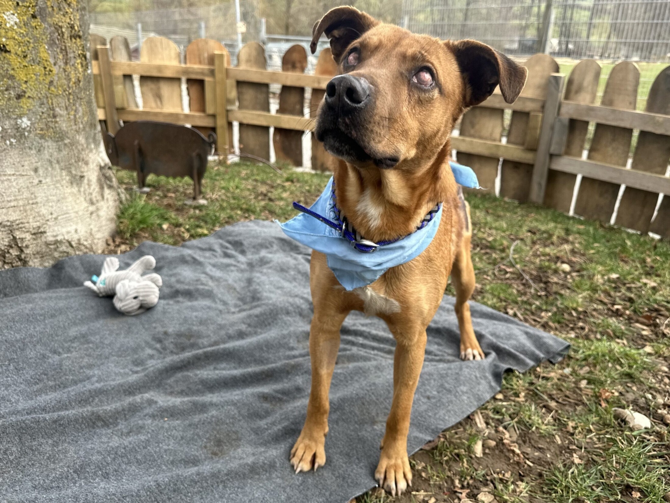 (Bild: Pfotenhilfe Lochen)