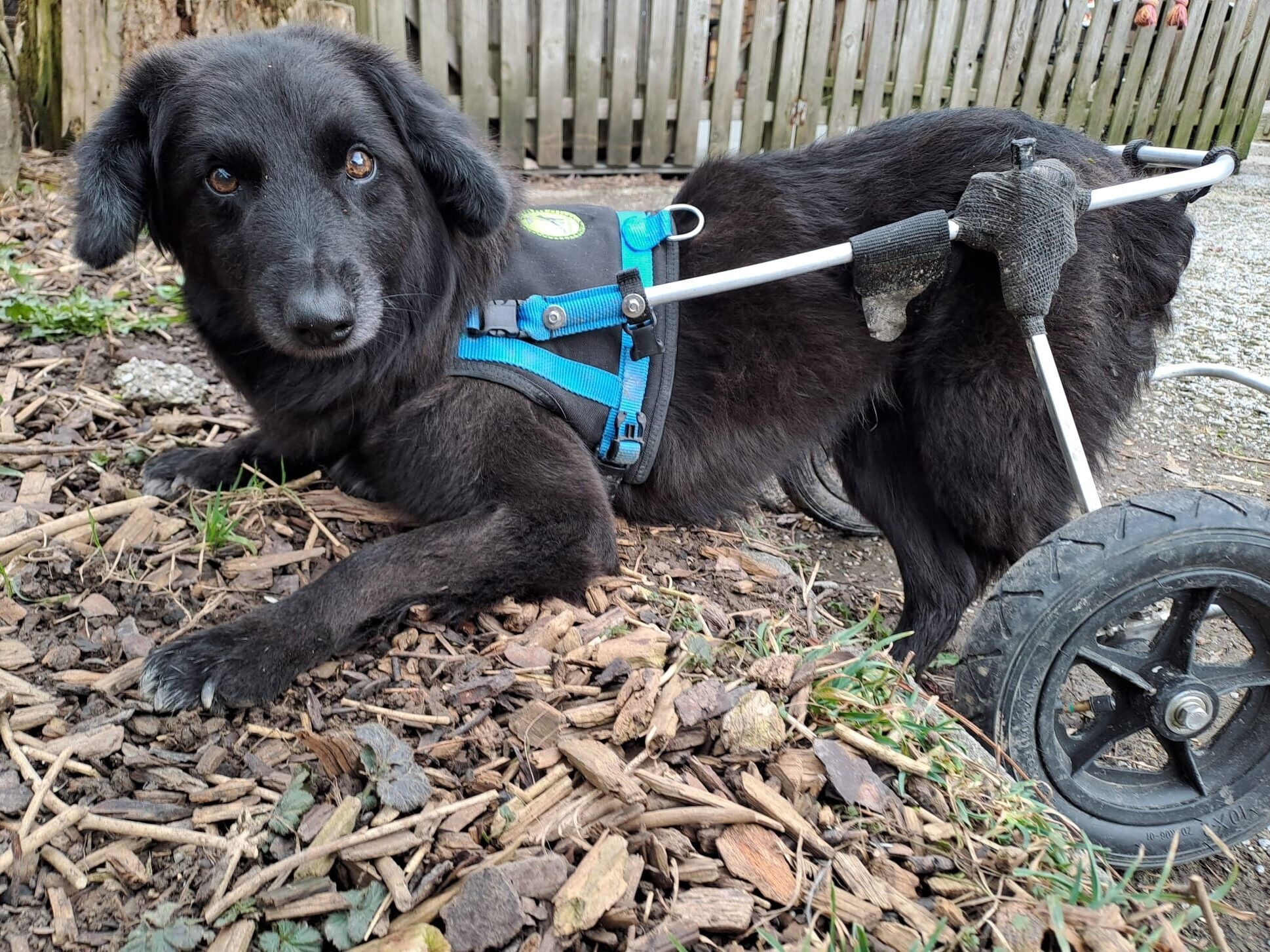 (Bild: Pfotenhilfe Lochen)