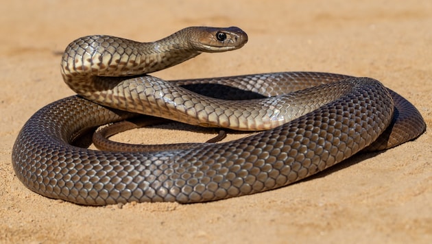 Eine Östliche Braunschlange, eine der giftigsten Landschlangen der Welt. (Bild: Ken Griffiths/stock.adobe.com)