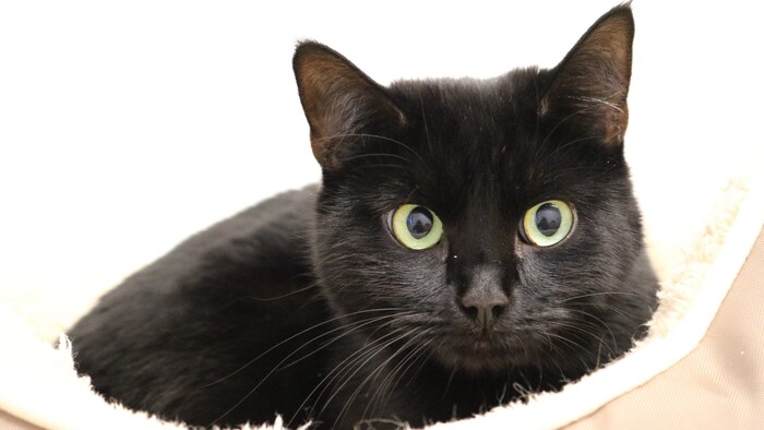 Sweet cat hopes for happiness.