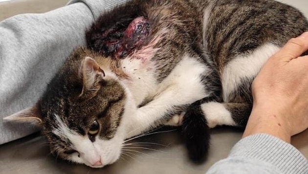 The trusting cat of a family in Burgenland dragged itself home with a gunshot wound. (Bild: zVg.)
