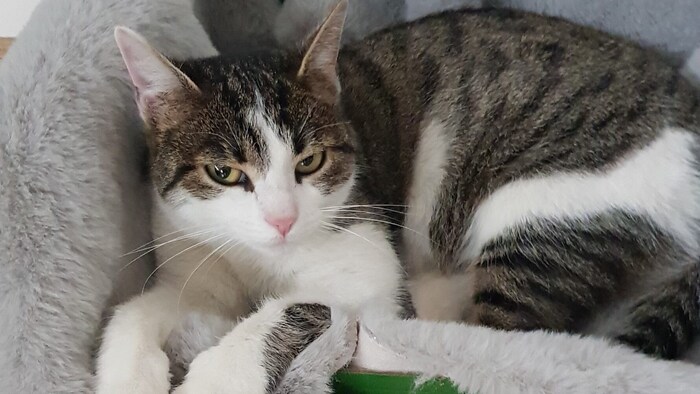 „Cosmo“ genoss sowohl die Sicherheit in ihrem Zuhause als auch den Freigang in der Natur.