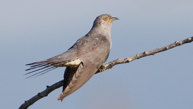 The cuckoo landed in Carinthia particularly early this year. (Bild: Anita Hombauer)