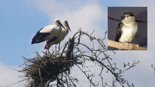 Die Störche sind auf den Baumhorst zurückgekehrt. (Bild: Claudia Fischer/Vogelhilfe Kärnten)