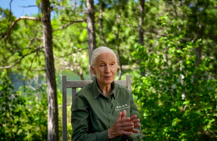 Jane Goodall wird 90 Jahre alt.