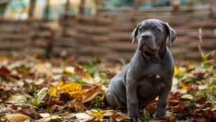 Für den jungen Cane Corso Welpen (Symbolbild) ist der Start ins Leben holprig. In seiner wichtigen Prägephase hat er bereits einen Schock erlitten.  (Bild: Svitlana - stock.adobe.com)