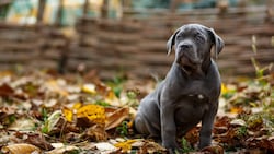 Für den jungen Cane Corso Welpen (Symbolbild) ist der Start ins Leben holprig. In seiner wichtigen Prägephase hat er bereits einen Schock erlitten.  (Bild: Svitlana - stock.adobe.com)