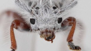 Erst nach einiger Zeit wurde klar, welchen Sensationsfund der australische Jungforscher gemacht hat. (Bild: Lingzi Zhou, Australian National Insect Collection)