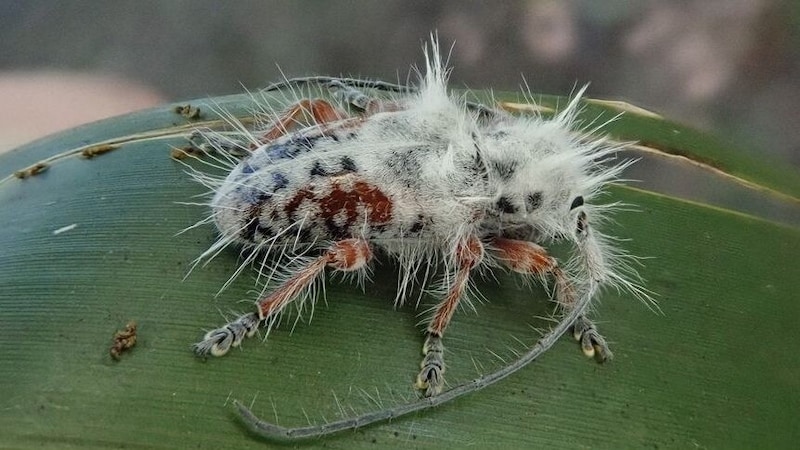 Erst am zweiten Blick offenbarte sich, dass es sich bei dem Käfer keineswegs um Exkremente handelt. (Bild: James Tweed/University of Queensland)